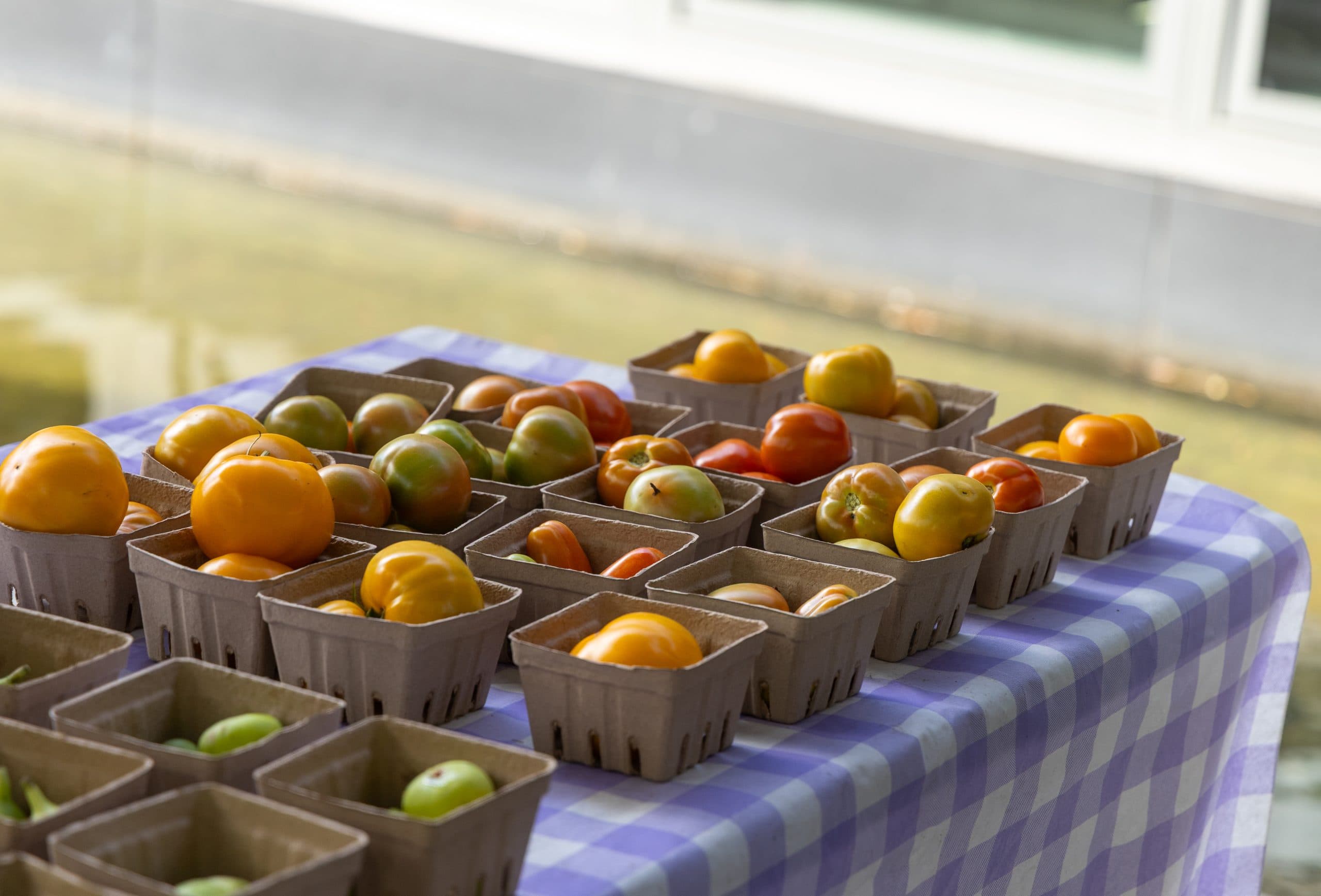 Farm Workshop: Pruning Tomatoes