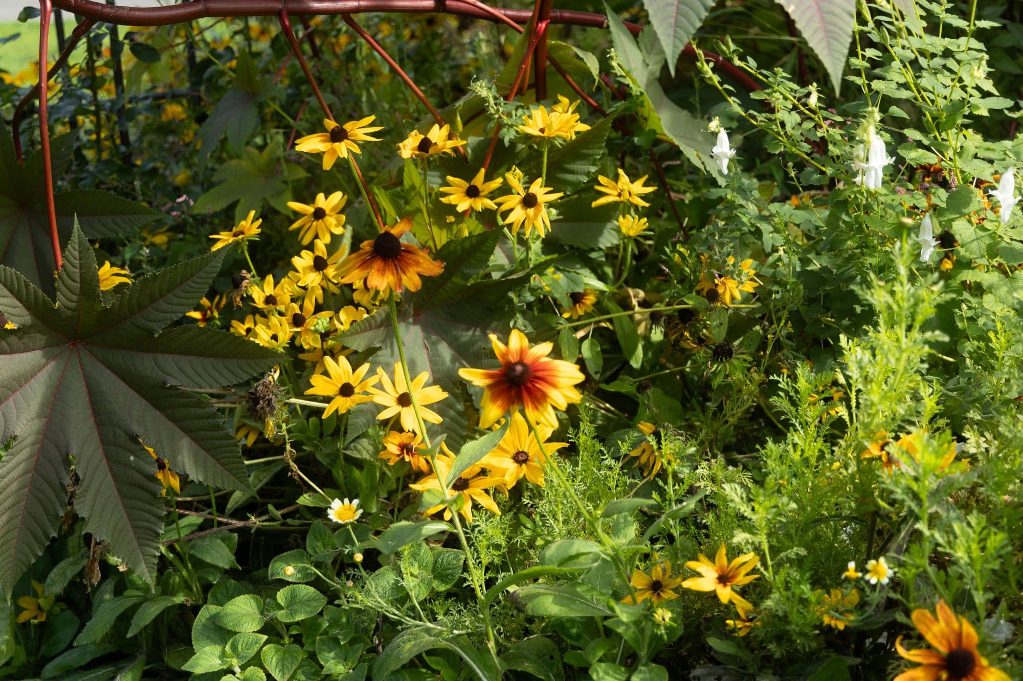Summer Garden Tour with Horticulture Director Andi Pettis