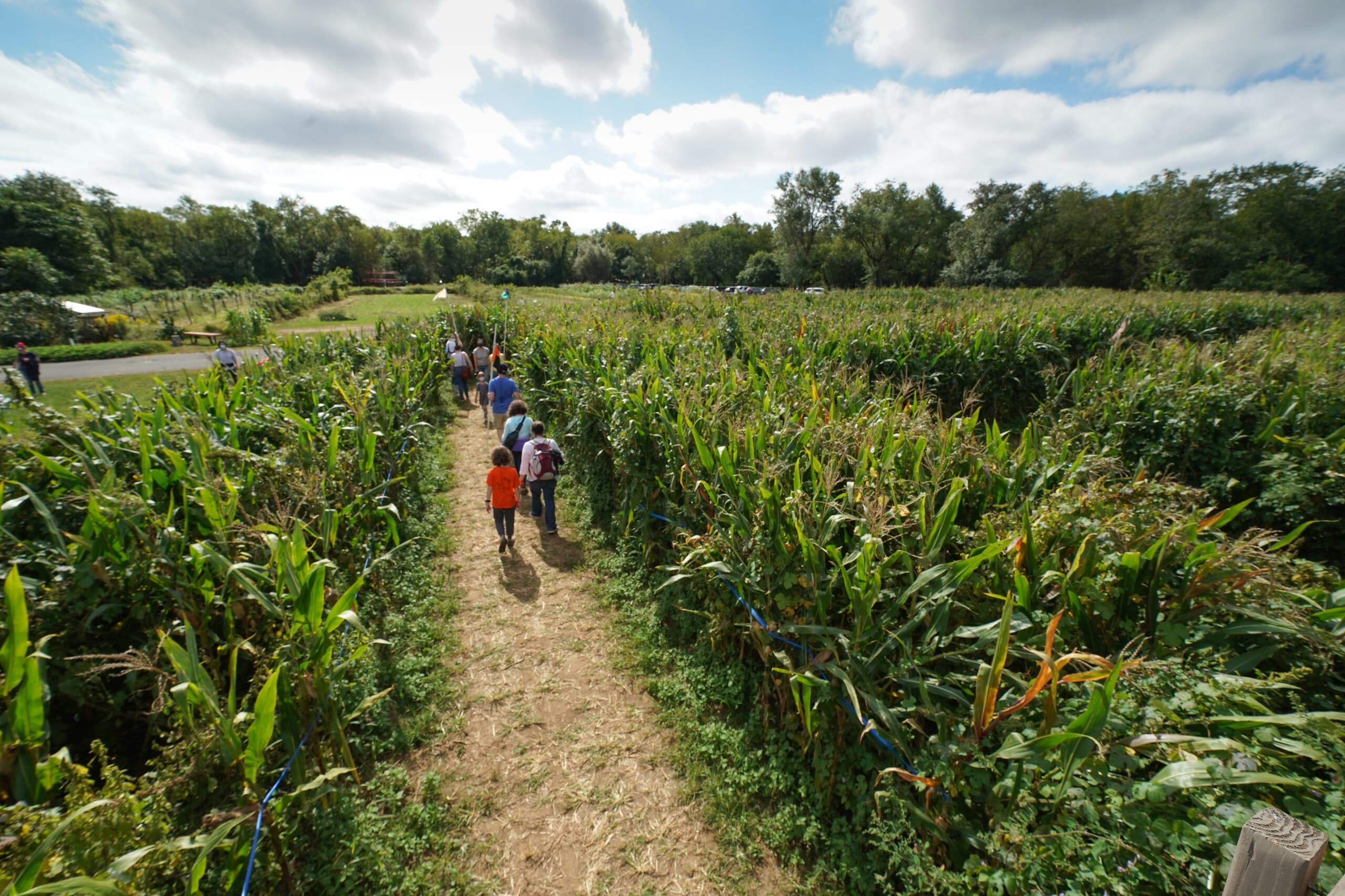 Amazing Maize Maze