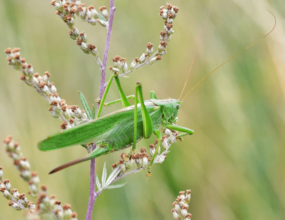 Bug Buddies: Powerful Jumpers