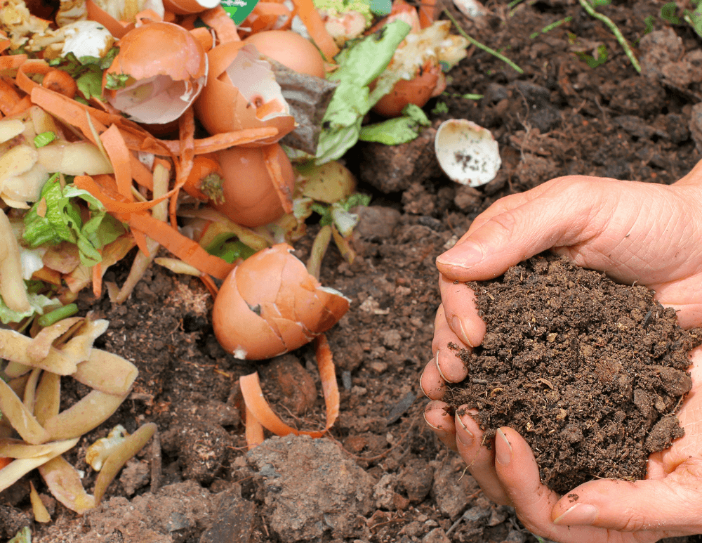 Composting Series: Compost Pile Ecosystems