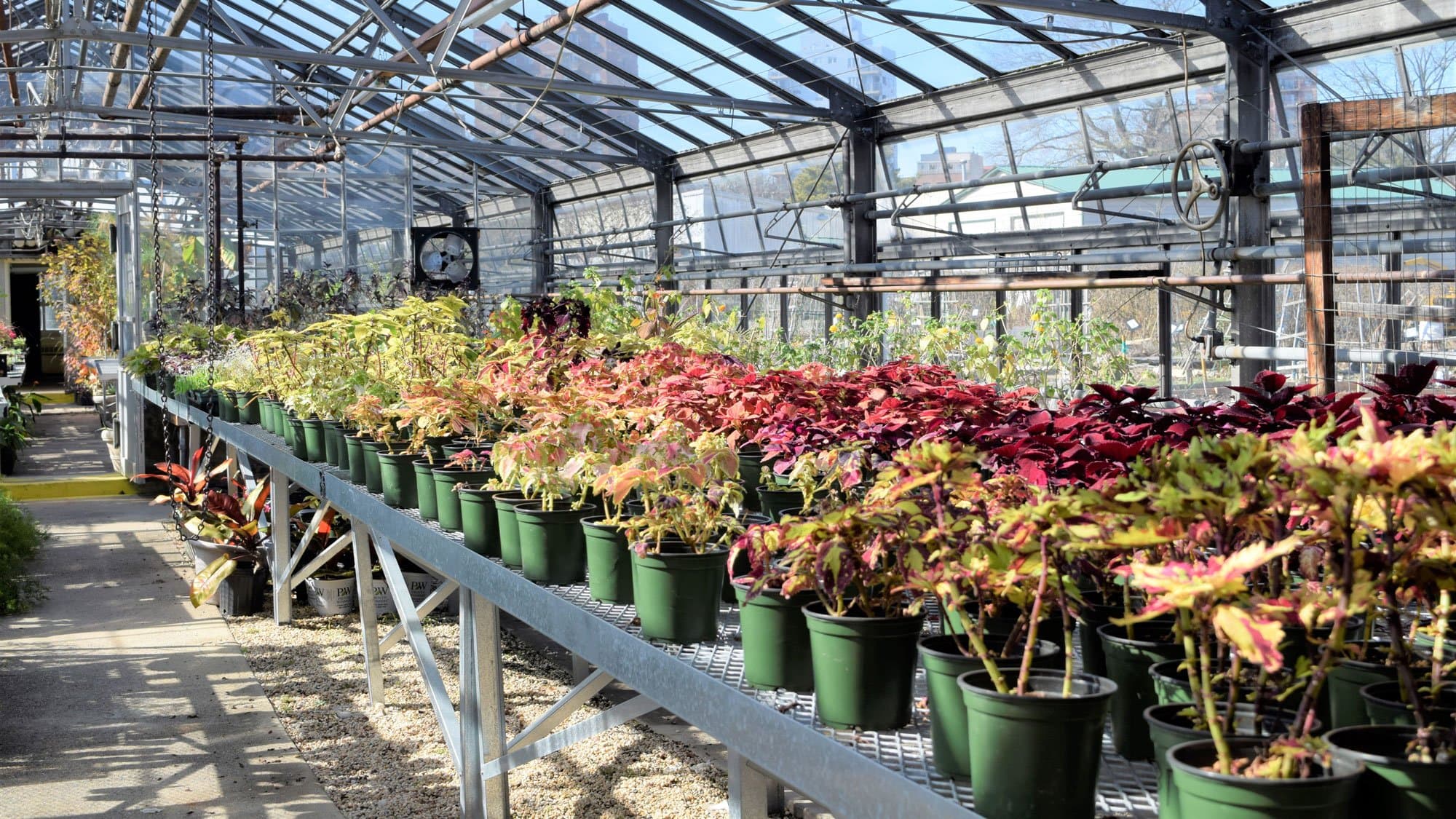 Watercolor Workshop: Greenhouse Colors